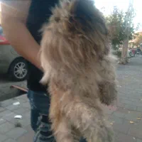بوبی شیتزو اصل نر ۱۵۰۰تومن