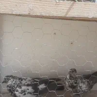 کبوتر|پرنده|محمدشهر, محمدشهر|دیوار