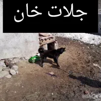 سگ اصفها از قله چای روستای چهاربرود