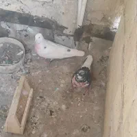 کفتر|پرنده|قم, شاه سید علی|دیوار