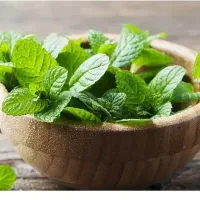 ریشه نعنا تلخون