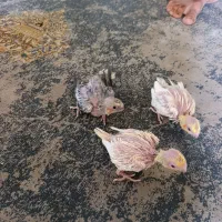 عروس هلندی