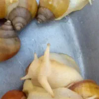 حلزون|خزنده|کرمان, |دیوار