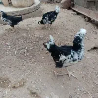 شش عدد جوجه  پنجاه روز