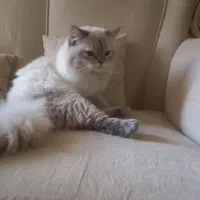 واگذاری گربه