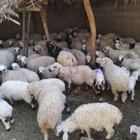 میش بره و میش آبستن|حیوانات مزرعه|نرماشیر, |دیوار