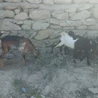 دوتا کهر ماده  دوتا سیاه دقلو هست نروماده ارتشی