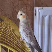 عروس هلندی زیبا