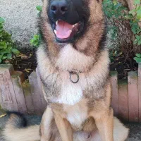 ژرمن|سگ|نشتارود, |دیوار