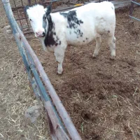 فروش گوساله نر