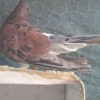 دو جفت کفتر