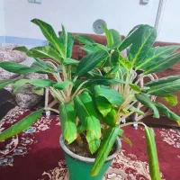 گل مخصوص شرکت ها