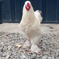 پرنده خانگی