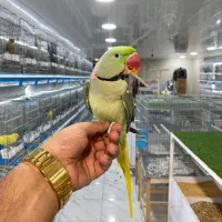 شاه طوطی کاسکو