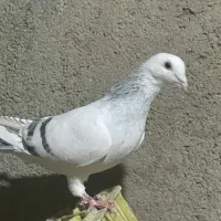ماده کرمونی