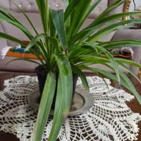 گل گندمی|گل و گیاه طبیعی|تهران, افسریه شمالی|دیوار