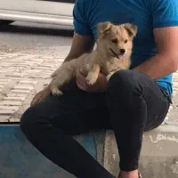 پامر عروسکی دو رگ