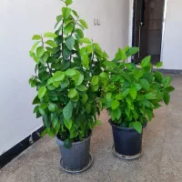 گل طبیعی سرایله