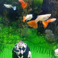 ماهی گوپی خوش رنگ آماده زایمان|ماهی|قم, چهل اختران|دیوار