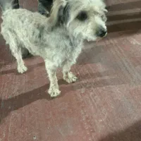 حیوان خانگی