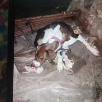 سگ گمشده|حیوانات|رامیان, |دیوار