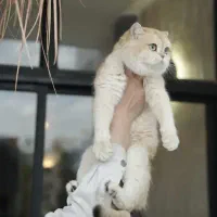 توقف استاپ پرورش