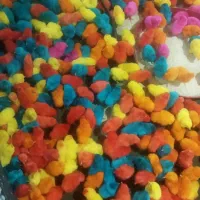 جوجه رنگی.کردی .اردک . بلدرچین