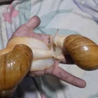 حلزون آلبینو بزرگ