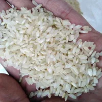 برنج کامفیروزی اصل درجه یک