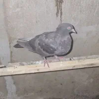 طوقی|پرنده|چهاردانگه (تهران), |دیوار