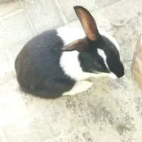 حیوانات خانگی