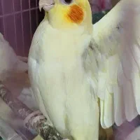 عروس هلندی نر و ماده