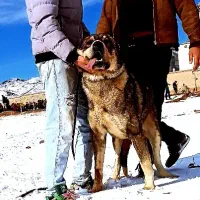 واگزاریطولهسگ|سگ|خواجه, |دیوار