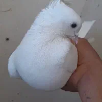 دو کفتر سفید و آلمانی و عروس هلندی|حیوانات|قائن, |دیوار