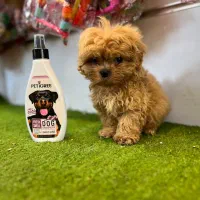 تاینی توی پودل / tiny toy poodle|سگ|کرج, شهرک اوج|دیوار