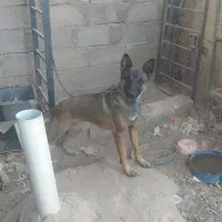 سگ.مالنیوز.