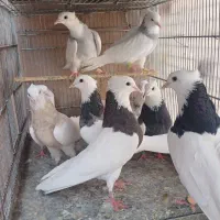 ماده طوقی