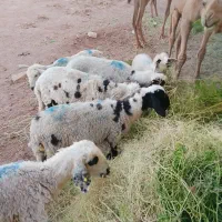 گوسفند