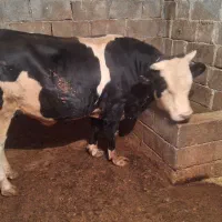 فروش یک راس گوساله نر سمینتال