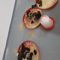 جوجه مرغ دو روزه