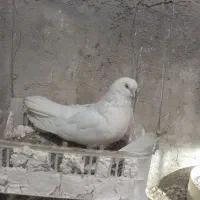 یک جفت کبوتر سفید|پرنده|میانه, |دیوار