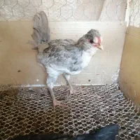 گلین طوسی|حیوانات مزرعه|شیراز, کوشک میدان|دیوار