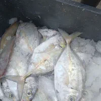 ماهی جش تازه