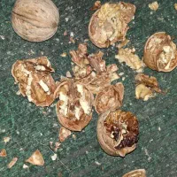 گردو ۲۰۰کیلو