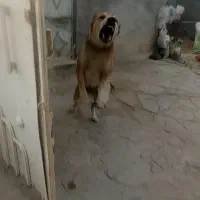 سگ نگهبان|سگ|مشهد, سیس‌آباد|دیوار