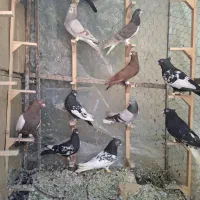 بهبهانی شهری پلاکی