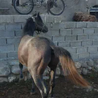 اسب کرد سرودمگیر