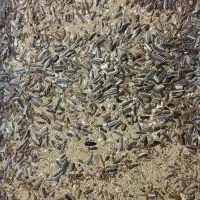 دانه غذا پرنده