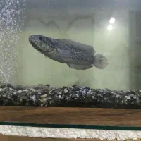 ماهی چانا|ماهی|مبارکه, |دیوار