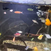 ماهی زینتی|ماهی|لاهیجان, آهندان|دیوار